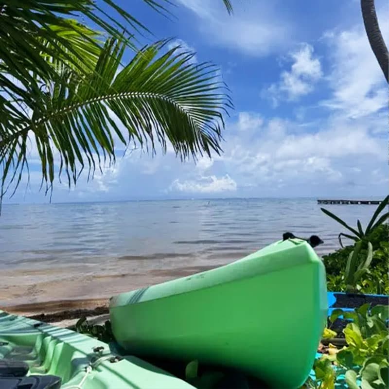 A green kayak rests on the shore with a palm tree and calm water under a blue sky.
